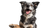Playful Border Collie V8 Vinyl Car Decal Sticker – Waterproof & UV-Resistant 2.72"
