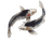 Abstract Koi Fish V4 Vinyl Car Decal Sticker – Waterproof & UV-Resistant 6.1866666666666665"