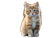 Cute Orange Kitten V3 Vinyl Car Decal Sticker – Waterproof & UV-Resistant 6.1866666666666665"