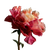 Peony Flower V10 Vinyl Car Decal Sticker – Waterproof & UV-Resistant 6.826666666666667"
