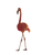 Flamingo Golden Walk Vinyl Car Decal Sticker – Waterproof & UV-Resistant 8.213333333333333"