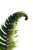 Curved Fern Leaf Vinyl Car Decal Sticker – Waterproof & UV-Resistant 4.4