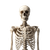 Human Skeleton Front Vinyl Car Decal Sticker – Waterproof & UV-Resistant 3.4133333333333336"