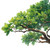 Tropical Tree Branches Vinyl Car Decal Sticker – Waterproof & UV-Resistant 3.4133333333333336"
