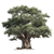 Baobab Tree V5 Vinyl Car Decal Sticker – Waterproof & UV-Resistant 3.4133333333333336"