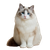 Ragdoll Cat Portrait V9 Vinyl Car Decal Sticker – Waterproof & UV-Resistant 3.4133333333333336"