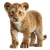 Lion Cub Portrait V2 Vinyl Car Decal Sticker – Waterproof & UV-Resistant 3.4133333333333336"