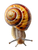 Golden Snail Crawling Vinyl Car Decal Sticker – Waterproof & UV-Resistant 8.213333333333333"