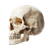 Human Skull Profile Vinyl Car Decal Sticker – Waterproof & UV-Resistant 3.4133333333333336"