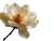 Magnolia Flower Focus Vinyl Car Decal Sticker – Waterproof & UV-Resistant 6.1866666666666665"