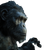Alert Hominid Sniffing Vinyl Car Decal Sticker – Waterproof & UV-Resistant 3.4133333333333336"