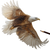 Realistic Flying Eagle V2 Vinyl Car Decal Sticker – Waterproof & UV-Resistant 3.4133333333333336"