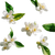 Floating Lemon Flowers Vinyl Car Decal Sticker – Waterproof & UV-Resistant 3.4133333333333336"