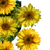 Sunflowers In Symmetry Vinyl Car Decal Sticker – Waterproof & UV-Resistant 6.826666666666667"