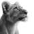 Young Lion Side Vinyl Car Decal Sticker – Waterproof & UV-Resistant 3.4133333333333336"