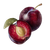 Realistic Plum Drawing Vinyl Car Decal Sticker – Waterproof & UV-Resistant 6.826666666666667"
