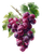 Vintage Purple Grapes Vinyl Car Decal Sticker – Waterproof & UV-Resistant 4.16"