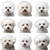 Bichon Frise Grooming Styles V2 Vinyl Car Decal Sticker – Waterproof & UV-Resistant 6.826666666666667"