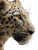 Golden Leopard Art Vinyl Car Decal Sticker – Waterproof & UV-Resistant 8.213333333333333"