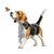 Beagle Playing V2 Vinyl Car Decal Sticker – Waterproof & UV-Resistant 3.4133333333333336"