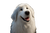 Happy Pyrenees With Sheep Vinyl Car Decal Sticker – Waterproof & UV-Resistant 2.986666666666667"