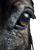 Panicked Horse Eye Vinyl Car Decal Sticker – Waterproof & UV-Resistant 3.4133333333333336"