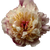Peony Flower V11 Vinyl Car Decal Sticker – Waterproof & UV-Resistant 6.826666666666667"