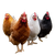 Dancing Colorful Chickens Vinyl Car Decal Sticker – Waterproof & UV-Resistant 3.4133333333333336"