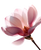 Magnolia Petal Macro Vinyl Car Decal Sticker – Waterproof & UV-Resistant 8.0"