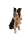 Happy Border Collie V17 Vinyl Car Decal Sticker – Waterproof & UV-Resistant 8.0"