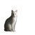 White Cat V31 Vinyl Car Decal Sticker – Waterproof & UV-Resistant 3.4133333333333336"