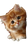 Playful Orange Kitten V3 Vinyl Car Decal Sticker – Waterproof & UV-Resistant 9.706666666666667"