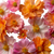Pink And Orange Flowers Vinyl Car Decal Sticker – Waterproof & UV-Resistant 3.4133333333333336"