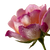 Damask Rose Dewdrops Vinyl Car Decal Sticker – Waterproof & UV-Resistant 6.826666666666667"