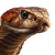 King Cobra Close-Up Vinyl Car Decal Sticker – Waterproof & UV-Resistant 3.4133333333333336"