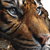 Tiger Staring Watch Vinyl Car Decal Sticker – Waterproof & UV-Resistant 3.4133333333333336"