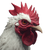 Funny White Rooster V2 Vinyl Car Decal Sticker – Waterproof & UV-Resistant 3.4133333333333336"