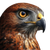 Golden-Eyed Hawk V2 Vinyl Car Decal Sticker – Waterproof & UV-Resistant 3.4133333333333336"