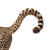 Cheetah Tail Portrait Vinyl Car Decal Sticker – Waterproof & UV-Resistant 3.4133333333333336"