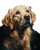 Golden Retriever Portrait V45 Vinyl Car Decal Sticker – Waterproof & UV-Resistant 8.0"