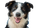 Happy Border Collie V19 Vinyl Car Decal Sticker – Waterproof & UV-Resistant 2.72"