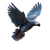 African Grey Parrot V10 Vinyl Car Decal Sticker – Waterproof & UV-Resistant 6.826666666666667"