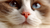Ragdoll Cat Nose Vinyl Car Decal Sticker – Waterproof & UV-Resistant 5.4