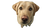 Yellow Labrador Retriever V4 Vinyl Car Decal Sticker – Waterproof & UV-Resistant 2.72"