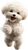 Cute Toy Poodle V3 Vinyl Car Decal Sticker – Waterproof & UV-Resistant 4.8533333333333335"