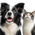 Collie And Cat V3 Vinyl Car Decal Sticker – Waterproof & UV-Resistant 3.4133333333333336"