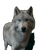 Wolf In Studio Vinyl Car Decal Sticker – Waterproof & UV-Resistant 8.0"