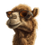 Camel In Sunglasses Vinyl Car Decal Sticker – Waterproof & UV-Resistant 3.4133333333333336"