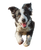 Jumping Border Collie V4 Vinyl Car Decal Sticker – Waterproof & UV-Resistant 8.0"