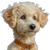 Poodle Dog V2 Vinyl Car Decal Sticker – Waterproof & UV-Resistant 3.4133333333333336"